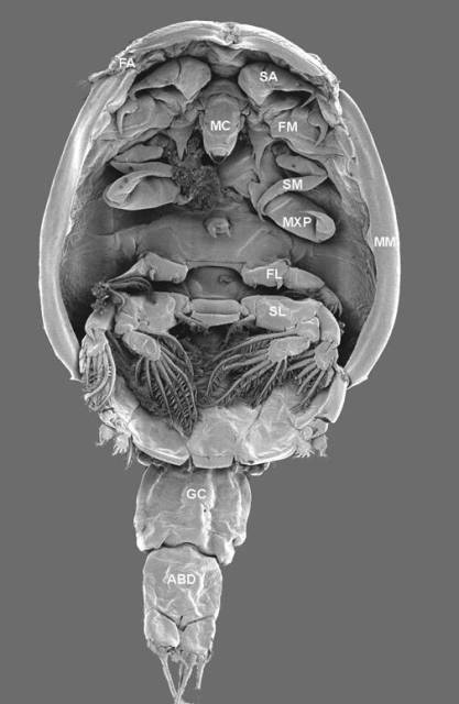 01-22-05 sea louse ventral view.jpg